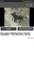 Bull Fights Video تصوير الشاشة 3