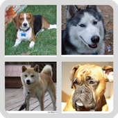 Perros - Quiz diferentes Razas de Perros populares icon