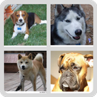 Perros - Quiz acerca de todas las razas populares-icoon