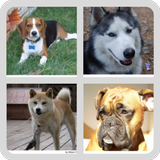Perros - Quiz acerca de todas las razas populares icono
