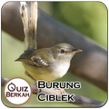 Kicau Masteran Ciblek Burung