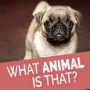 Animal Quiz - Quess The Animal APK