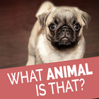 Animal Quiz - Quess The Animal simgesi