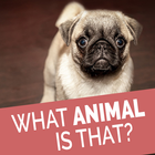 Animal Quiz - Quess The Animal أيقونة