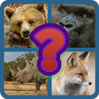 Animals Quiz アイコン