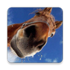 Horse Picture Quiz APK