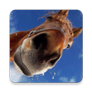Horse Picture Quiz APK