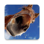 Horse Picture Quiz