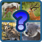 Guess the Animal! icon