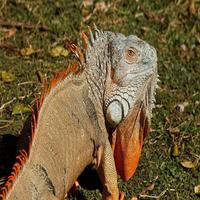 برنامه‌نما Dragon Game Offline عکس از صفحه