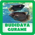 Budidaya Gurame icono