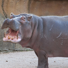 Hippopotamus Wallpaper icon