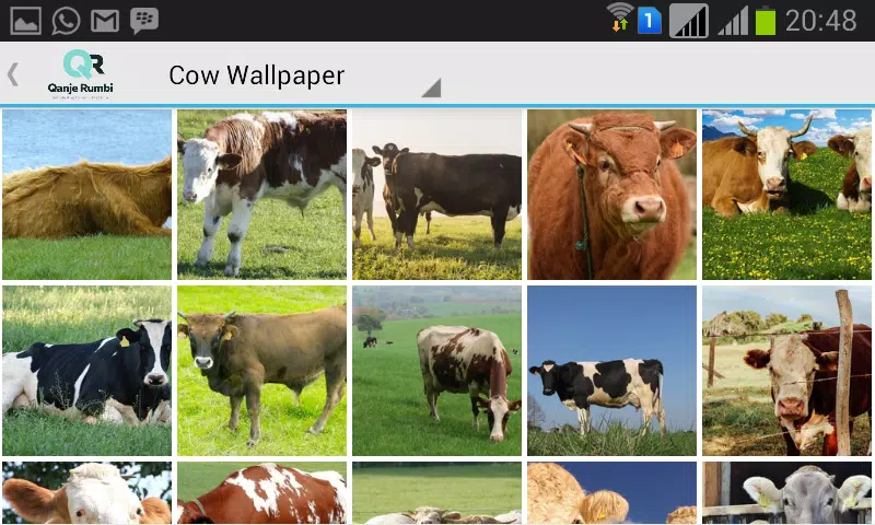 Descarga de APK de Fondo de Pantalla de Vaca para Android Descarga de APK de Fondo de Pantalla de Vaca para Android