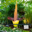 Corpse Flower Bloom