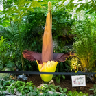 Corpse Flower Bloom icon