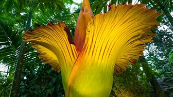 Corpse Flower Bloom poster