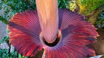 Corpse Flower Bloom ภาพหน้าจอ 1