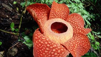 Corpse Flower Bloom ภาพหน้าจอ 3