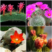 Different Types of Cactus