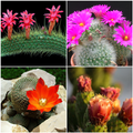 ”Different Types of Cactus