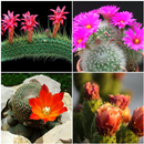 Different Types of Cactus APK