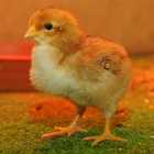 Chicken Wallpaper أيقونة