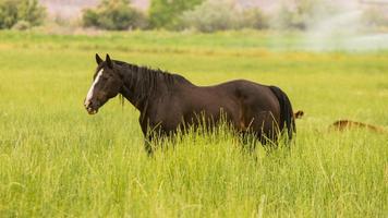 Horse Pics Wallpaper পোস্টার