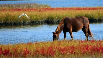 Horse Pics Wallpaper capture d'écran 1