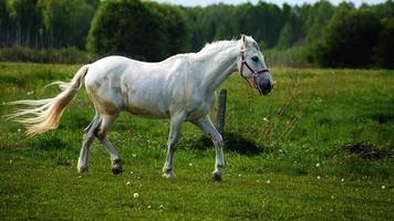 Horse Pics Wallpaper 截图 3