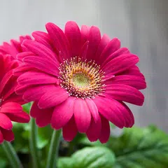 Pink Flowers Wallpaper