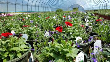 Plant Nursery imagem de tela 3