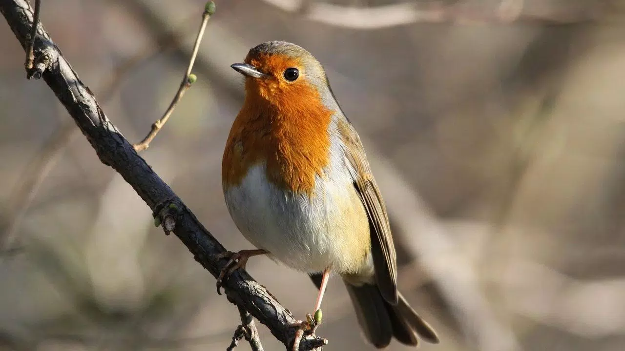 Robin Bird Wallpaper For Android Apk Download