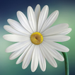 Daisy Flower Wallpaper