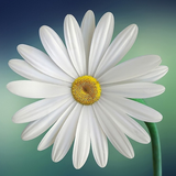 Daisy Flower Wallpaper 图标