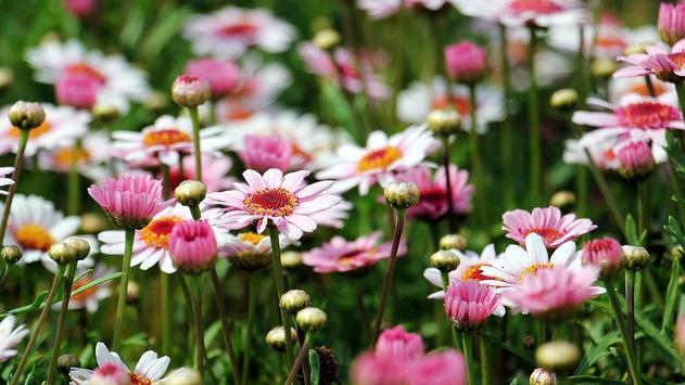 daisy flower wallpaper for android