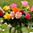 Flower Gift Wallpaper आइकन