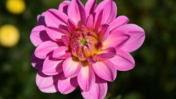 Flower Images الملصق