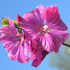 Hibiscus Flower Wallpaper biểu tượng