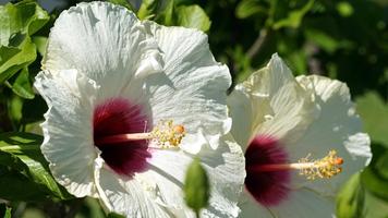 Hibiscus Flower Wallpaper 截图 1