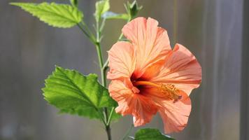 3 Schermata Hibiscus Flower Wallpaper