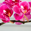 Orchid Flower Wallpaper