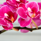 Orchid Flower Wallpaper icono