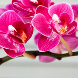 Orchid Flower Wallpaper icône