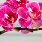 Orchid Flower Wallpaper ikon