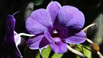 1 Schermata Orchid Flower Wallpaper