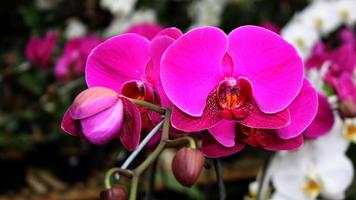 Orchid Flower Wallpaper syot layar 2