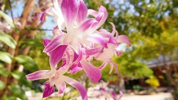 برنامه‌نما Orchid Flower Wallpaper عکس از صفحه