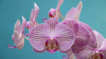 Orchid Flower Wallpaper Affiche