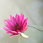 Lotus Flower Wallpaper ikona