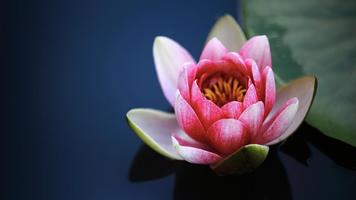 Lotus Flower Wallpaper screenshot 2